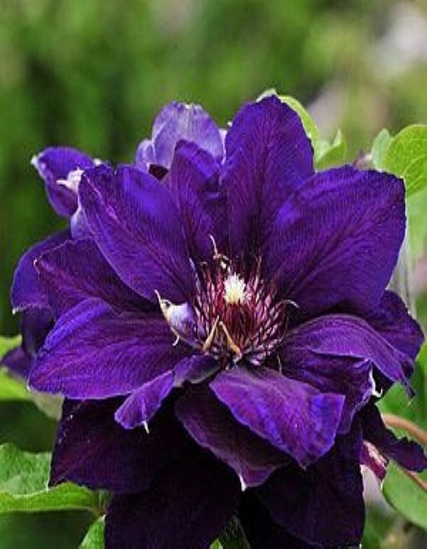 Клематис Шин Шигоку 1 шт Р9